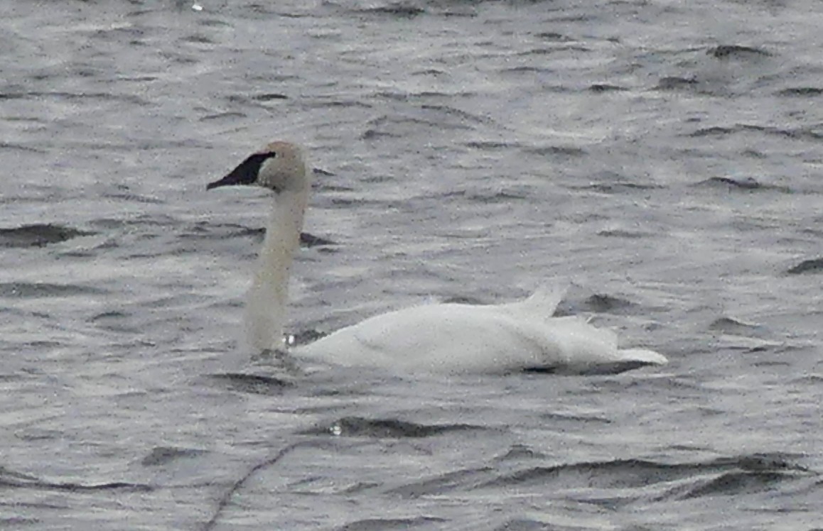 Trumpeter Swan - ML541899131