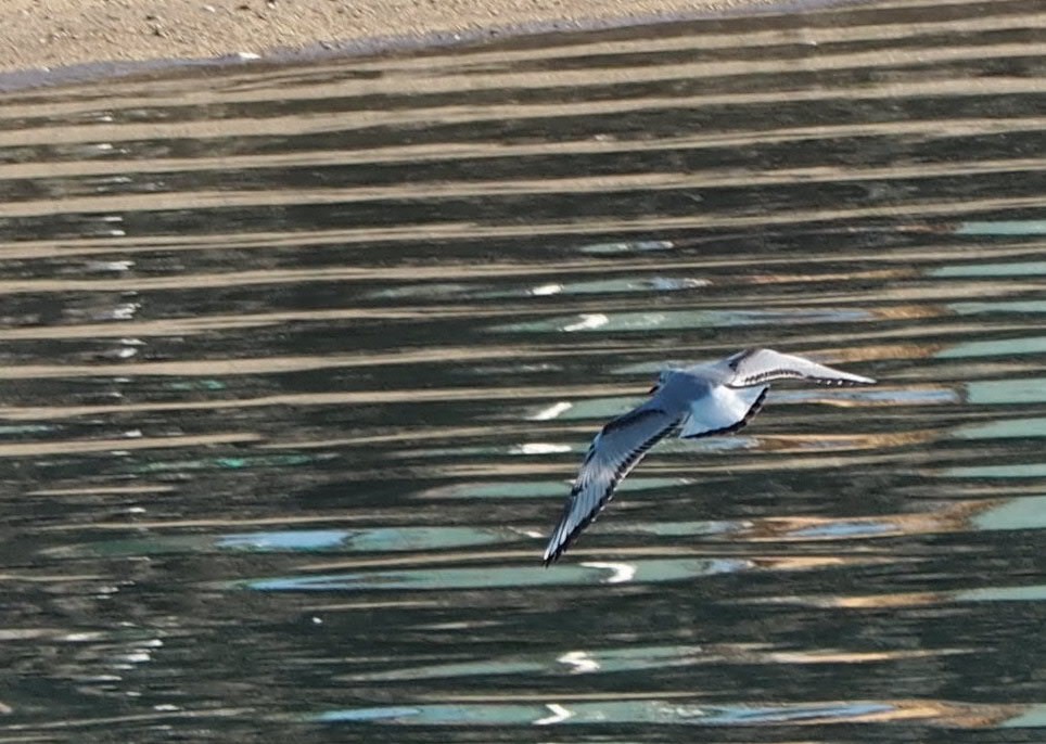 Bonaparte's Gull - ML541899401