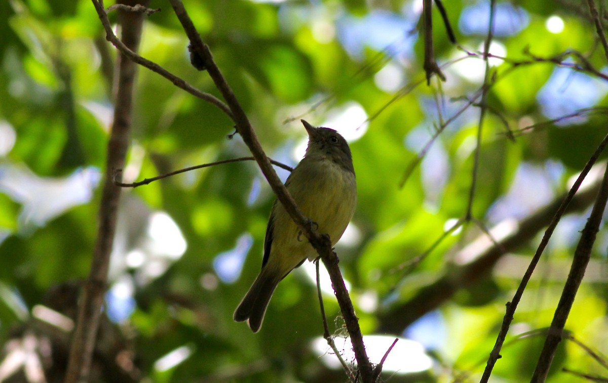 Euler's Flycatcher - ML54189951