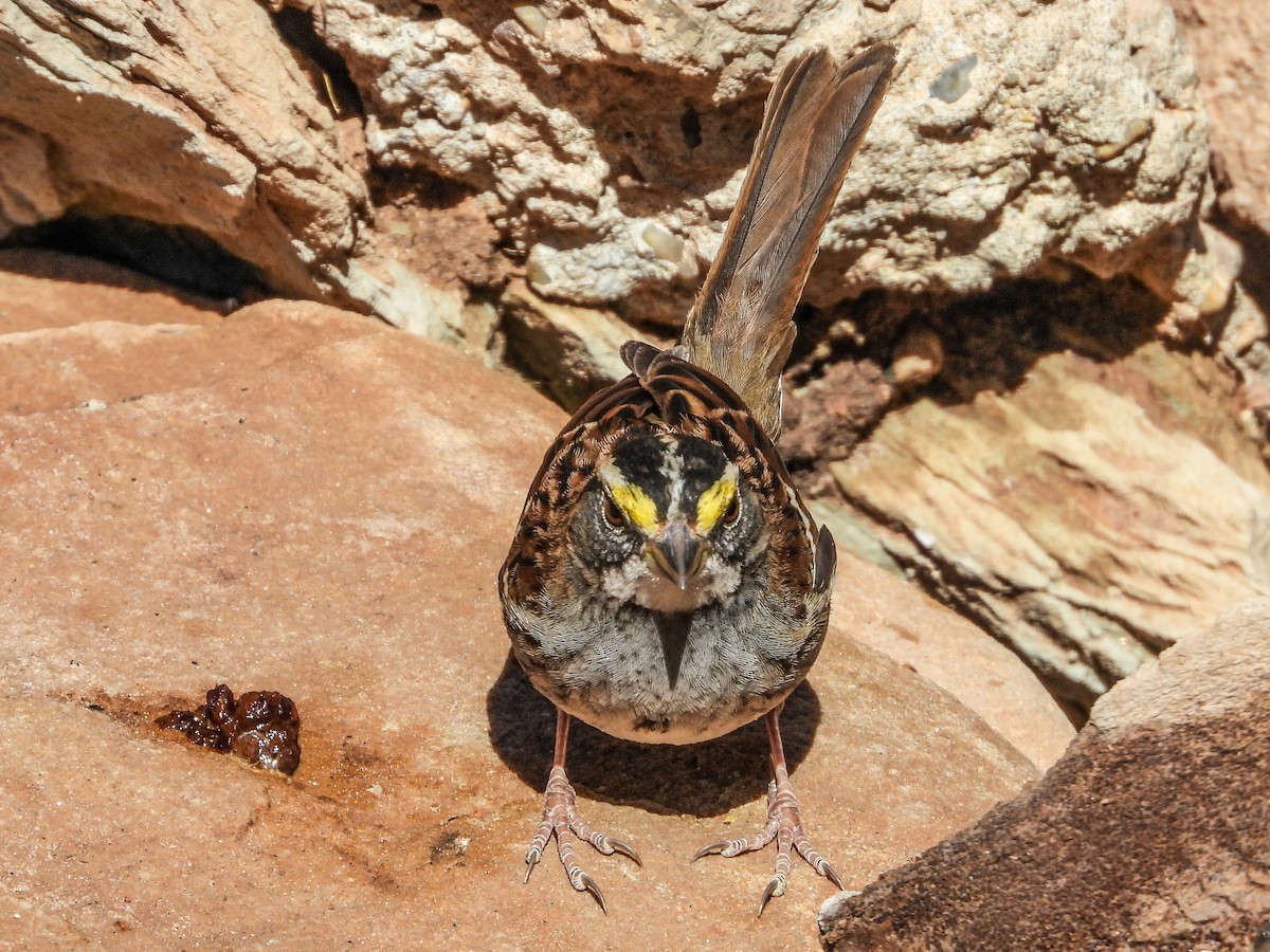 White-throated Sparrow - ML541900841