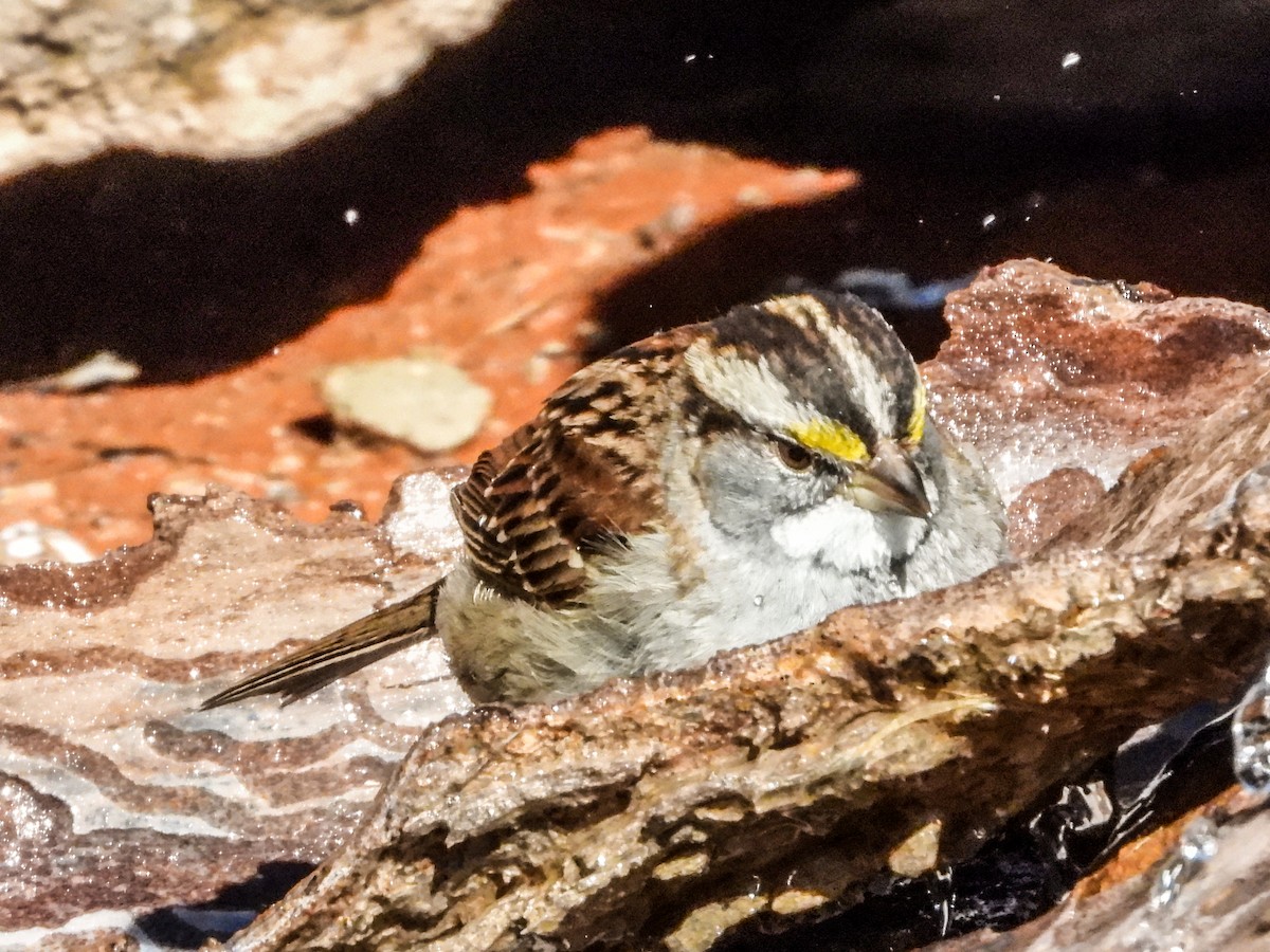 White-throated Sparrow - ML541902161