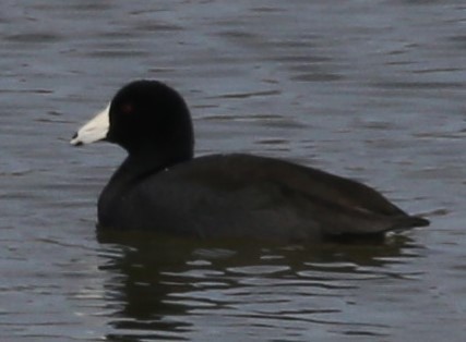American Coot - Cathy Cox