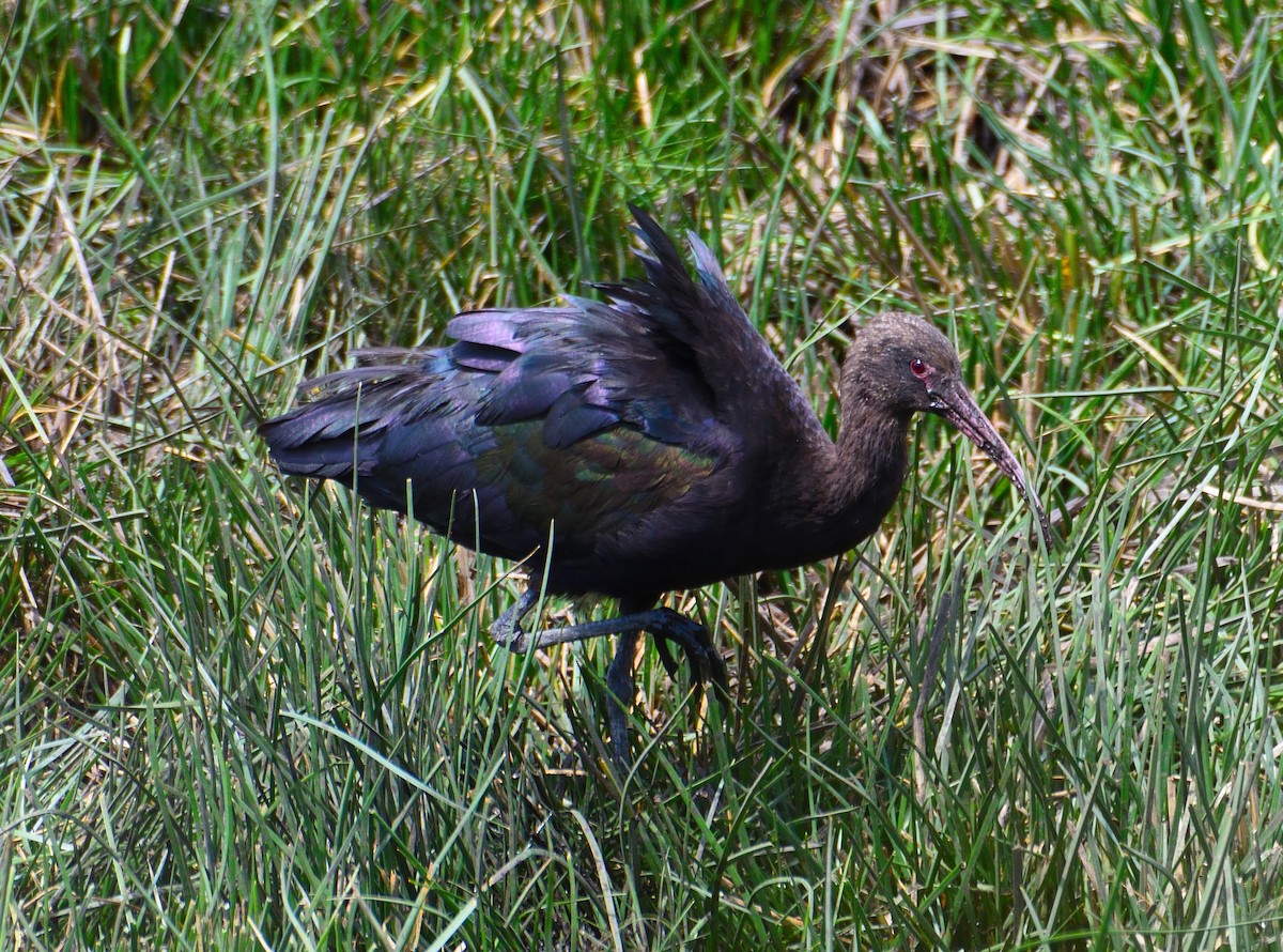 Puna Ibis - ML541903271