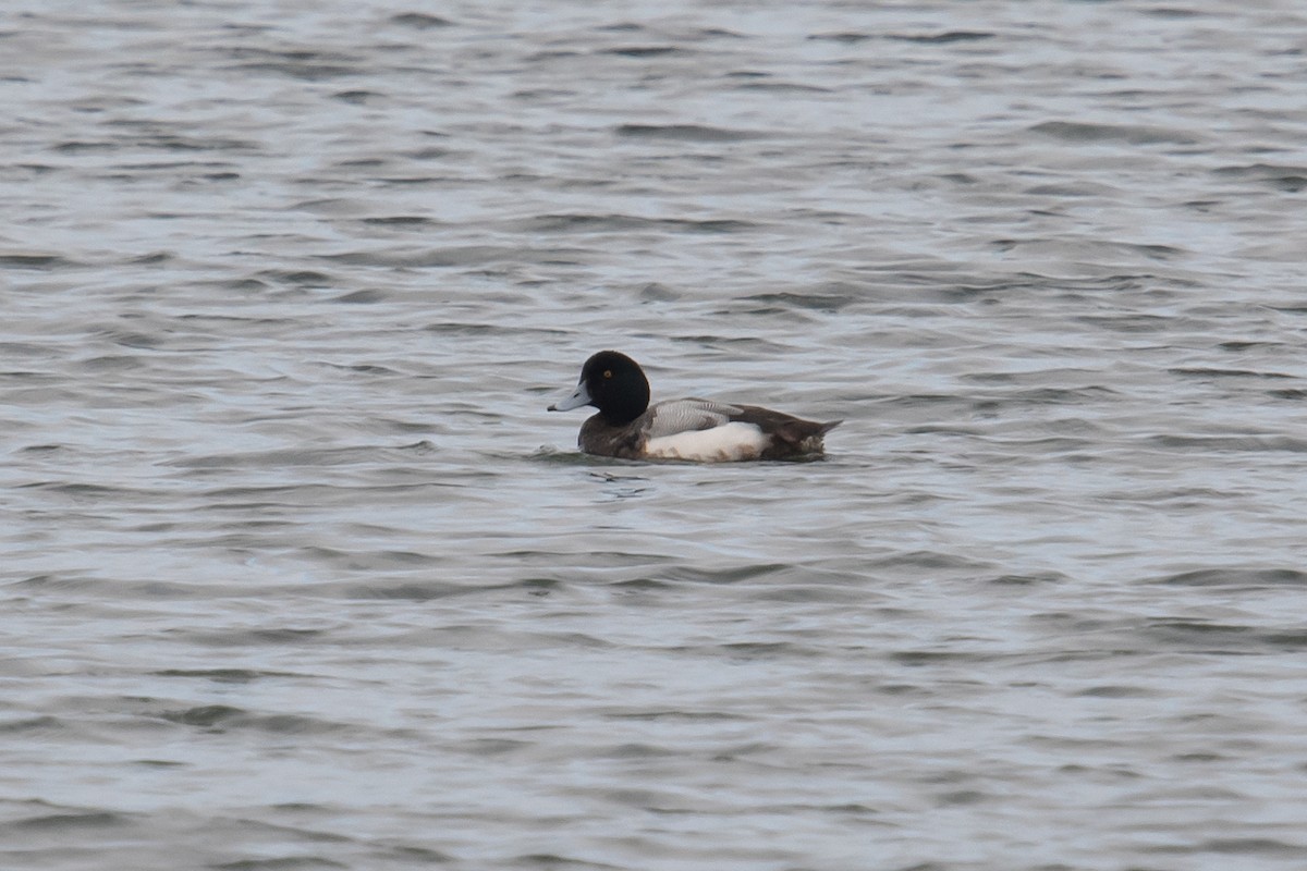 Greater Scaup - ML541905601