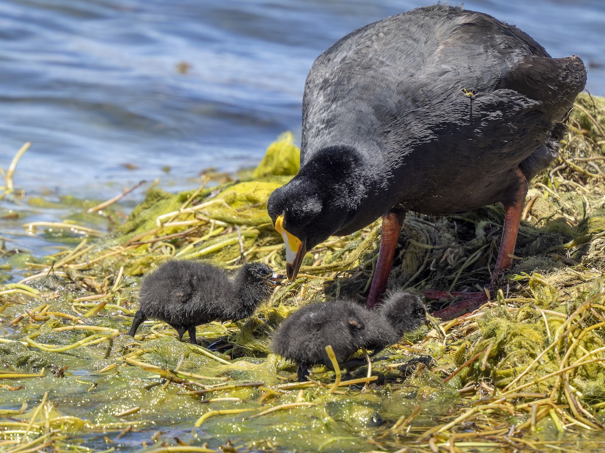 Giant Coot - Steven Hunter