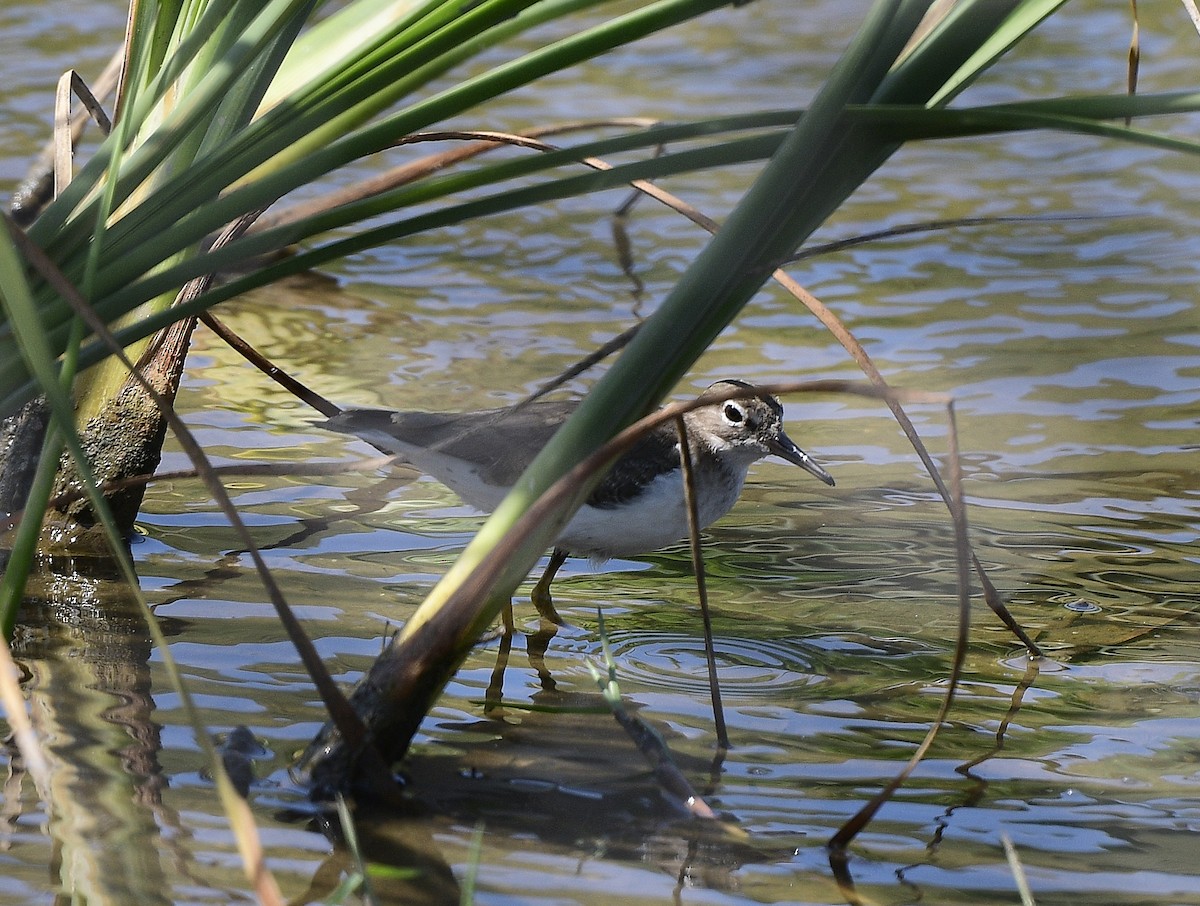 Spotted Sandpiper - JoAnna Clayton