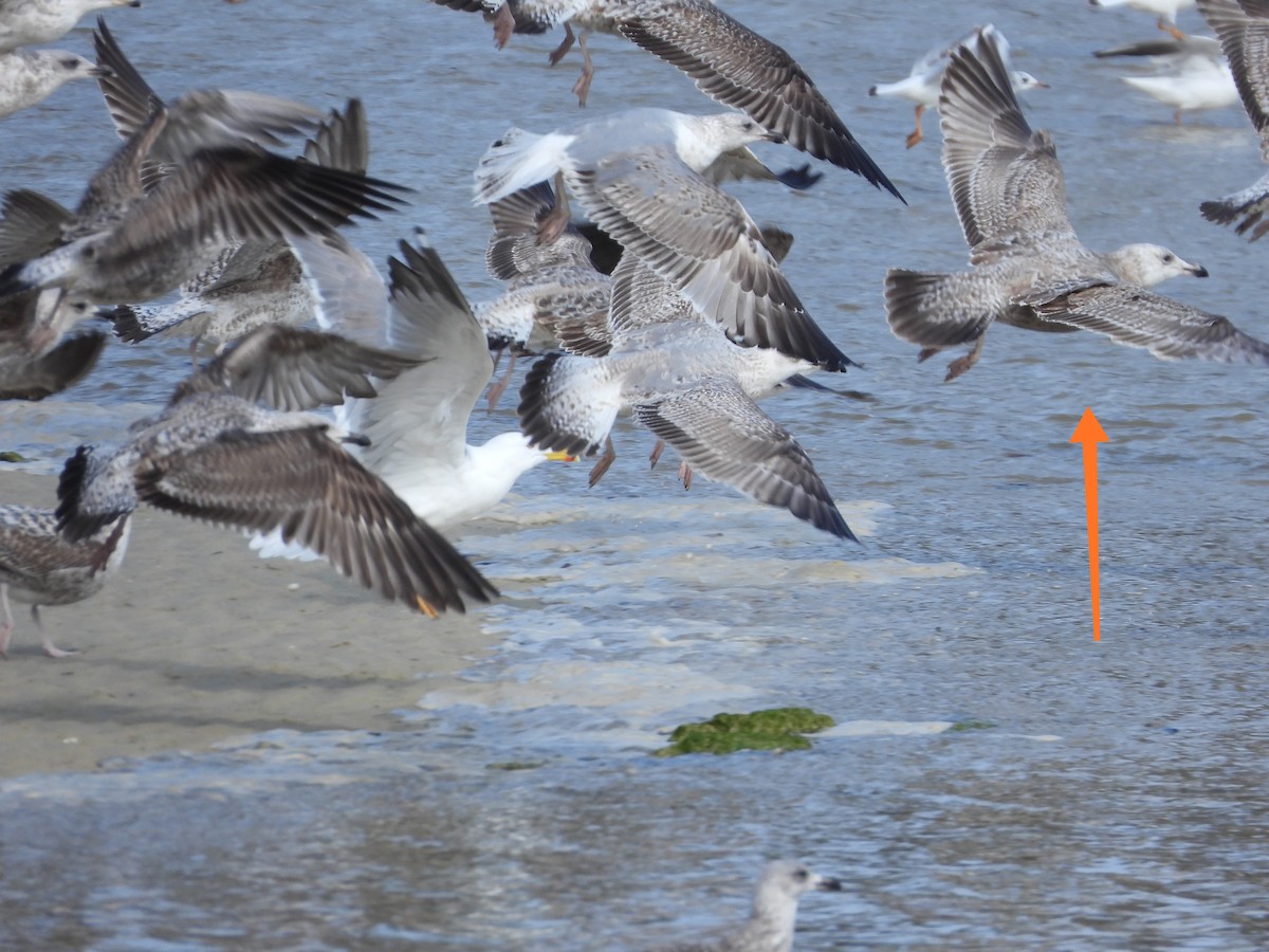 Gaviota Argéntea (americana) - ML541907491