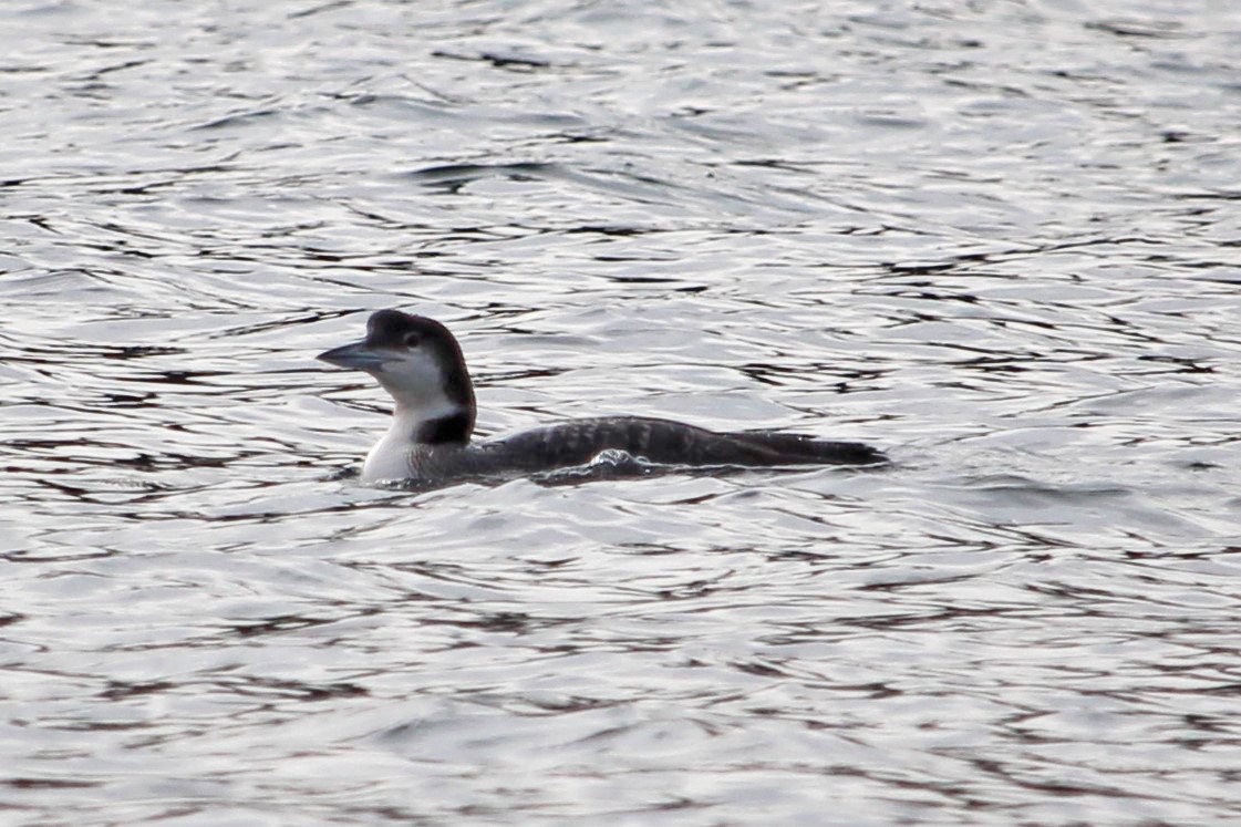 Common Loon - ML541907711