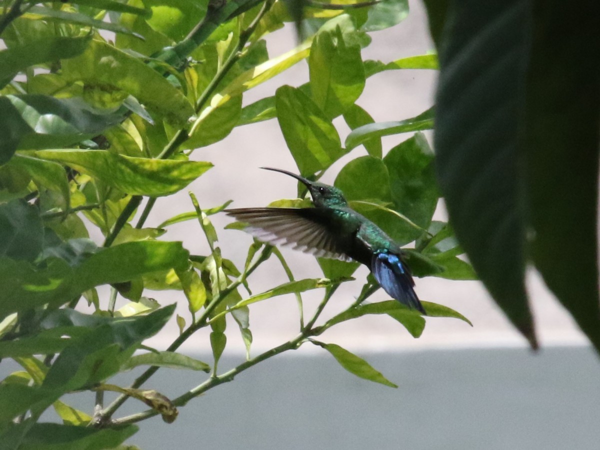 kolibřík smaragdový - ML541908201