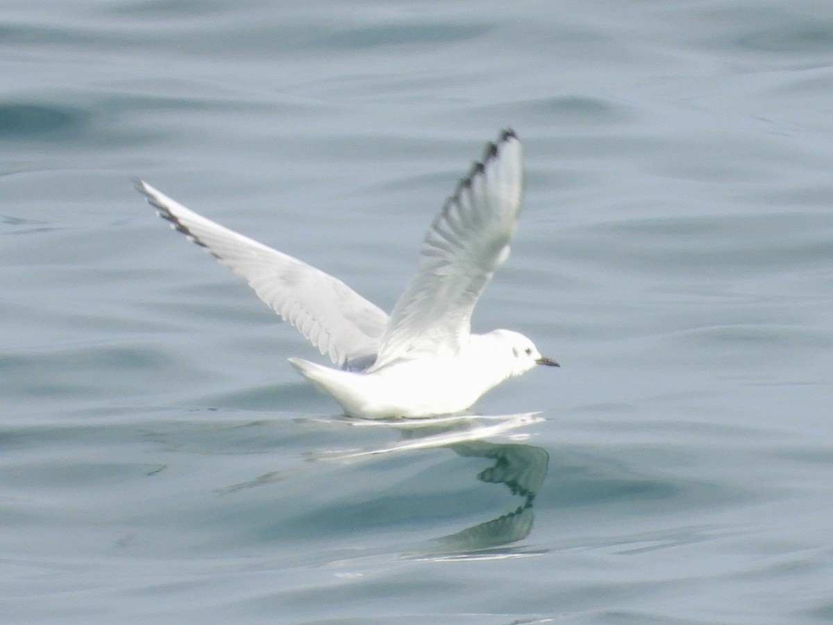 Bonaparte's Gull - Saúl Román Raso
