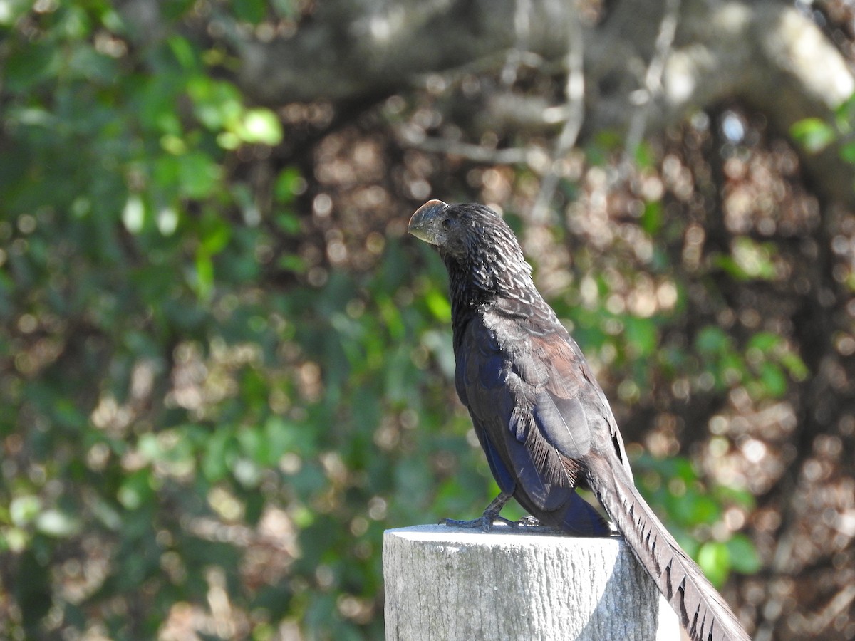 Smooth-billed Ani - Andres Alejandro  Caric