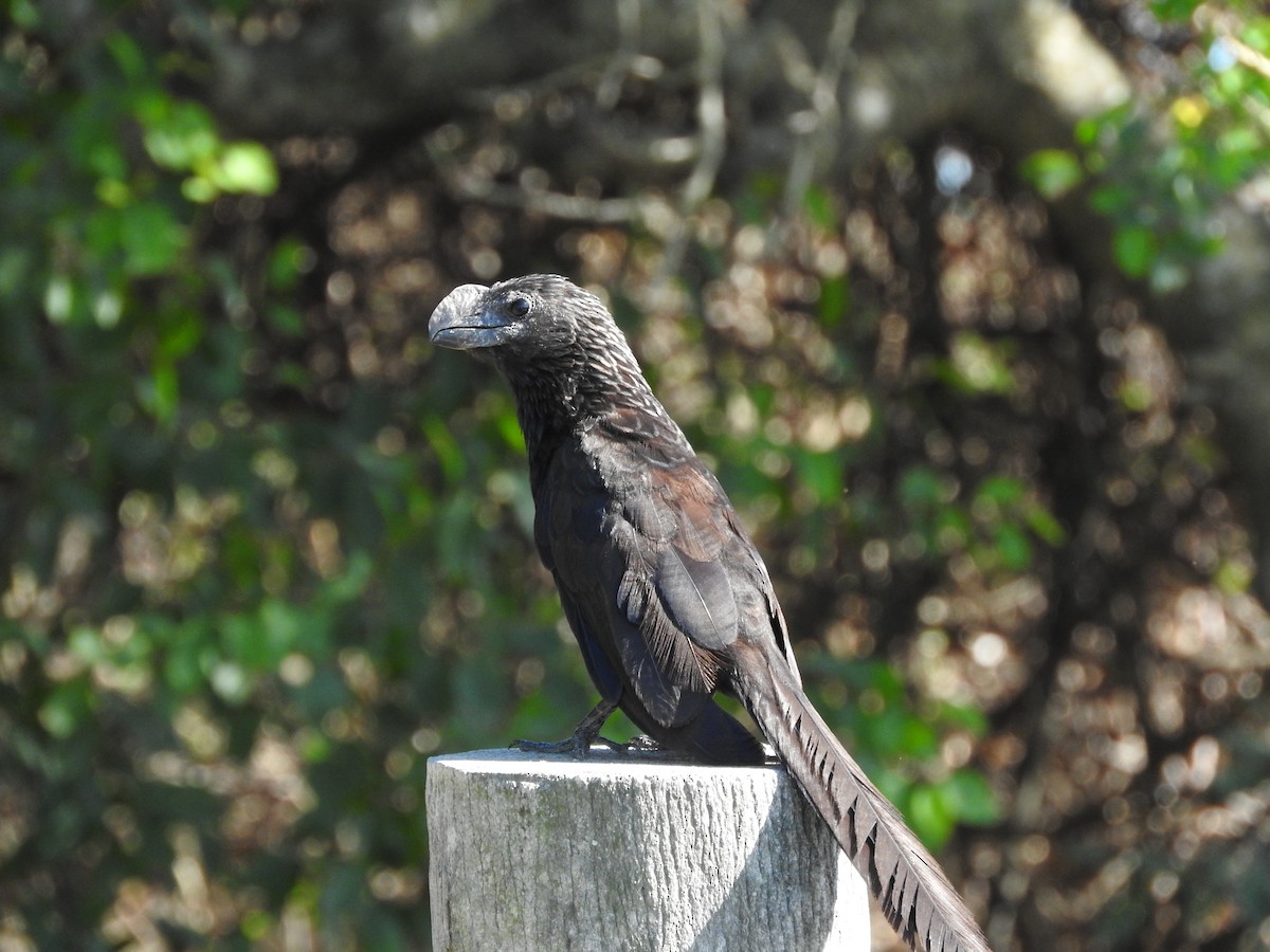 Smooth-billed Ani - Andres Alejandro  Caric