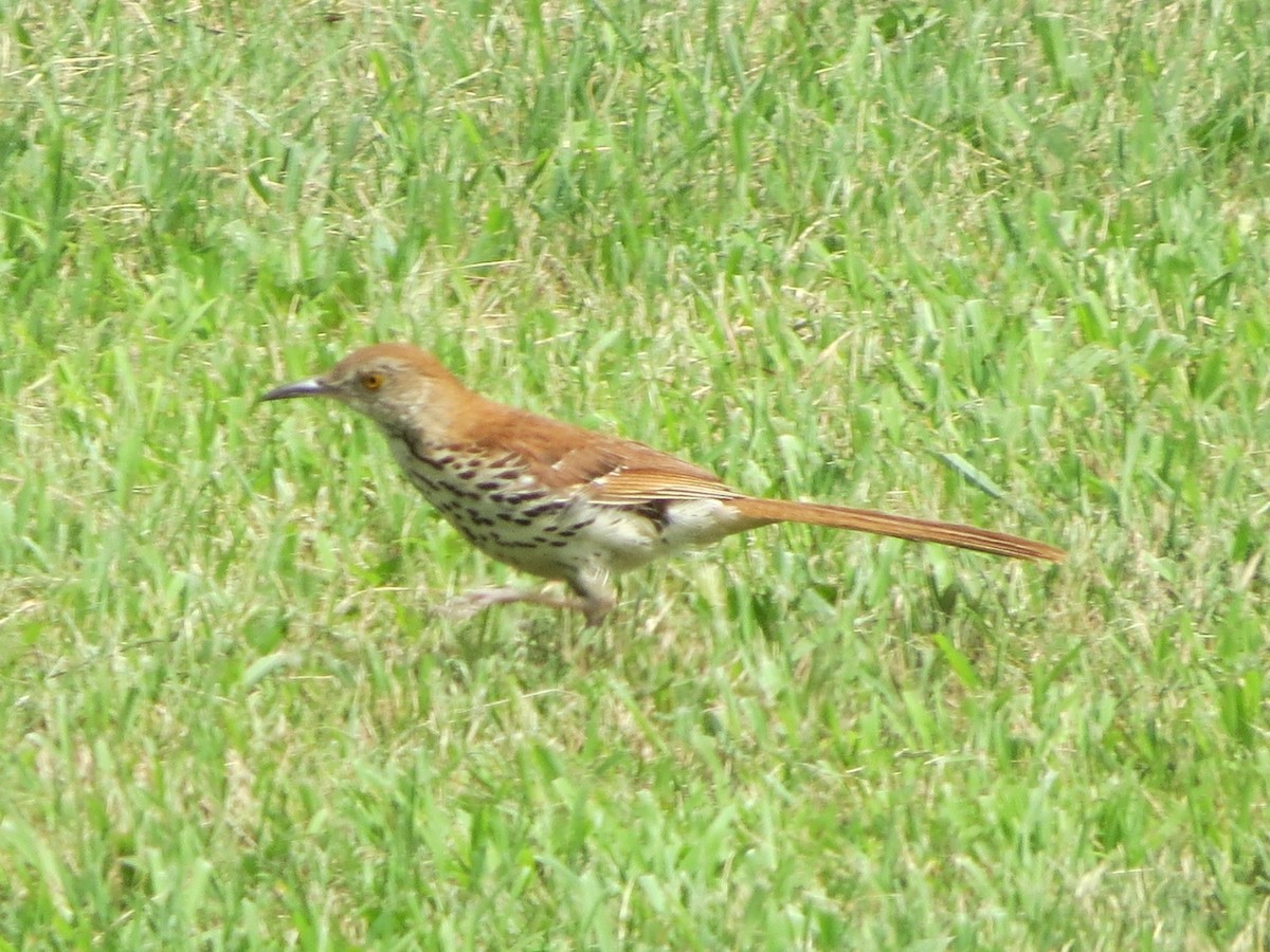 Brown Thrasher - ML54191001