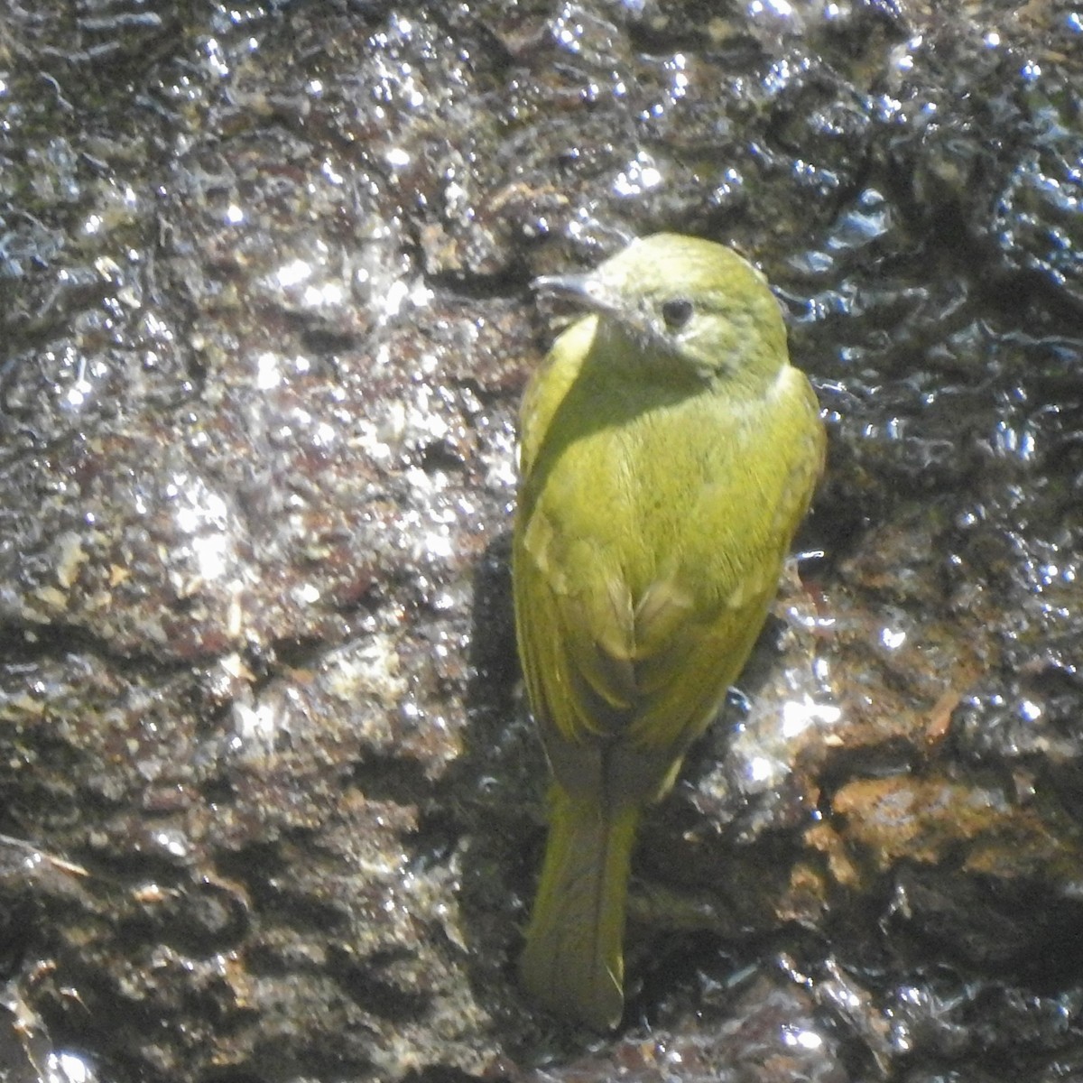 Ochre-bellied Flycatcher - ML541910781