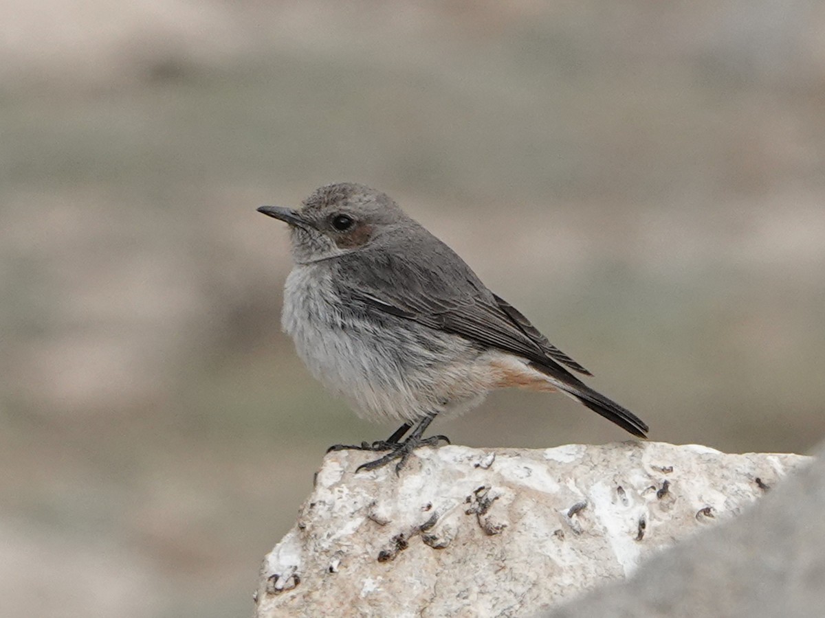Arabian Wheatear - ML541911811