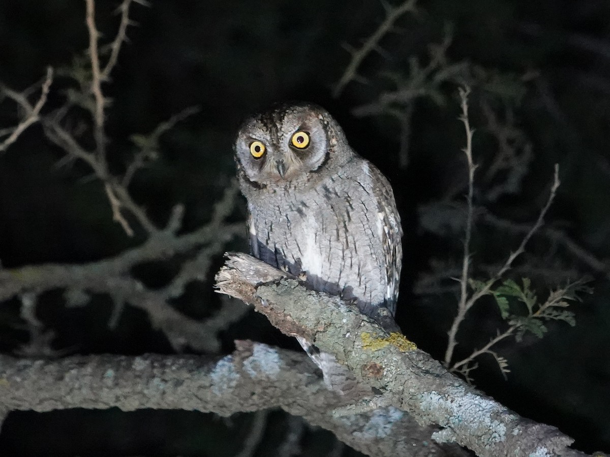 Arabian Scops-Owl - ML541912051