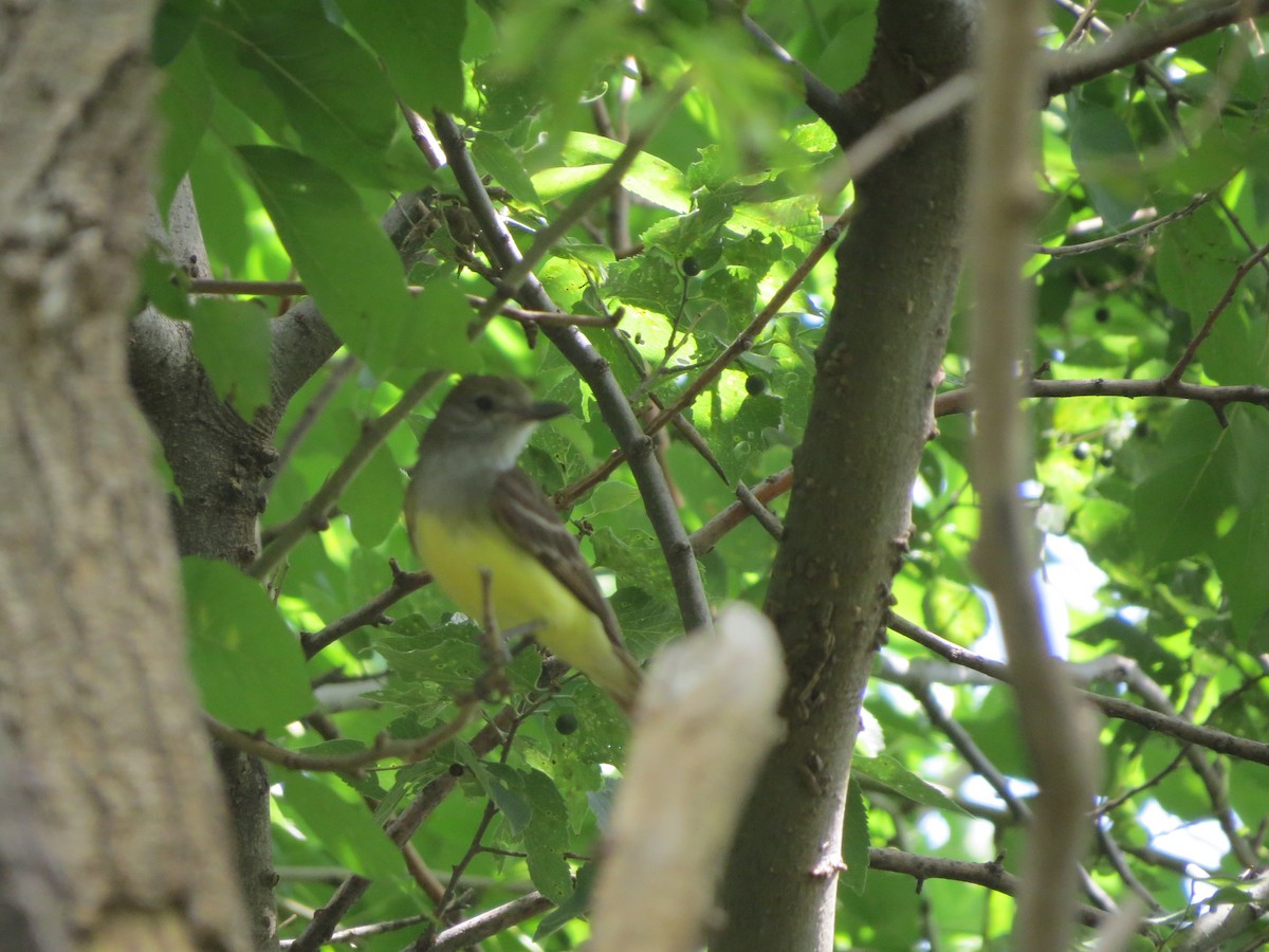 Great Crested Flycatcher - ML54191231