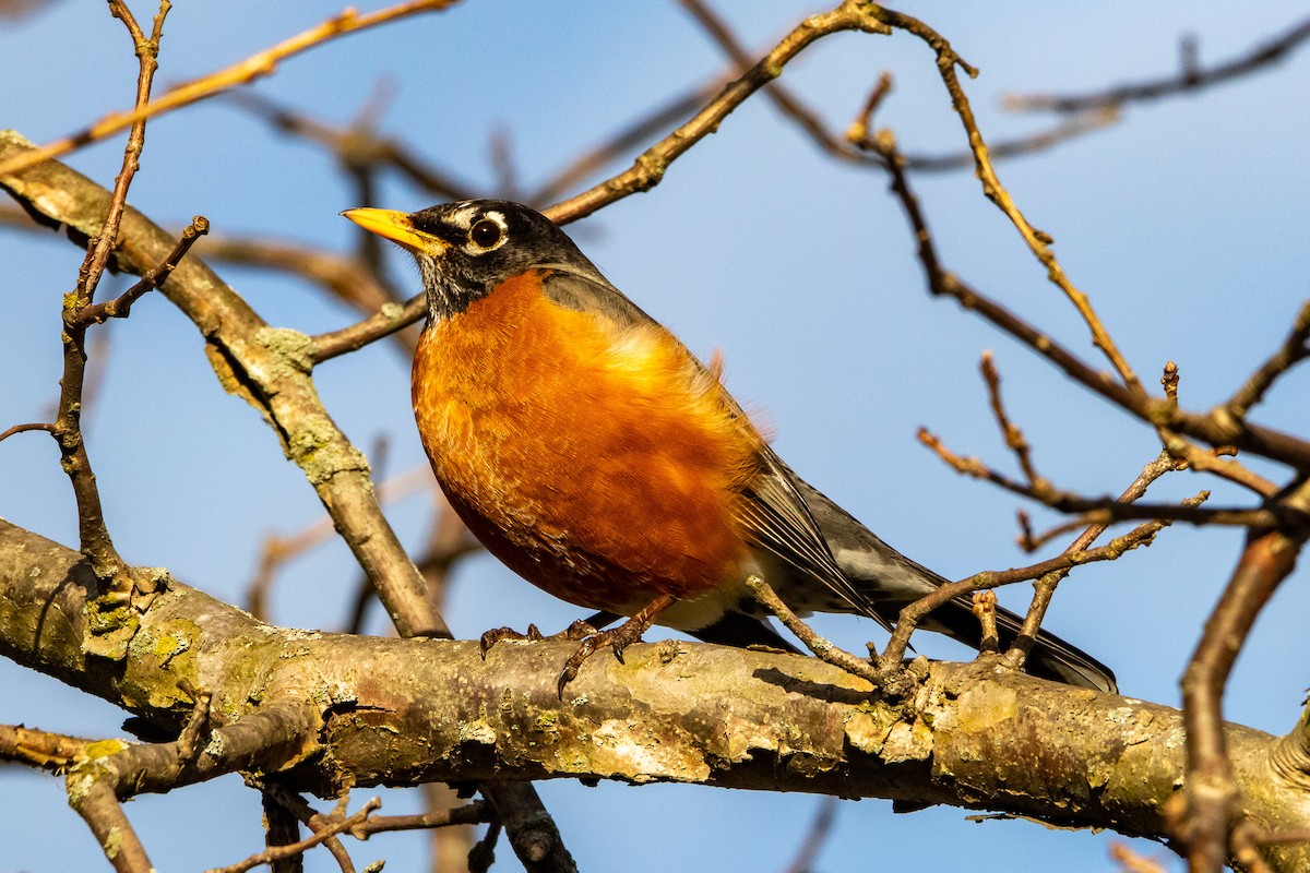 American Robin - ML541912491