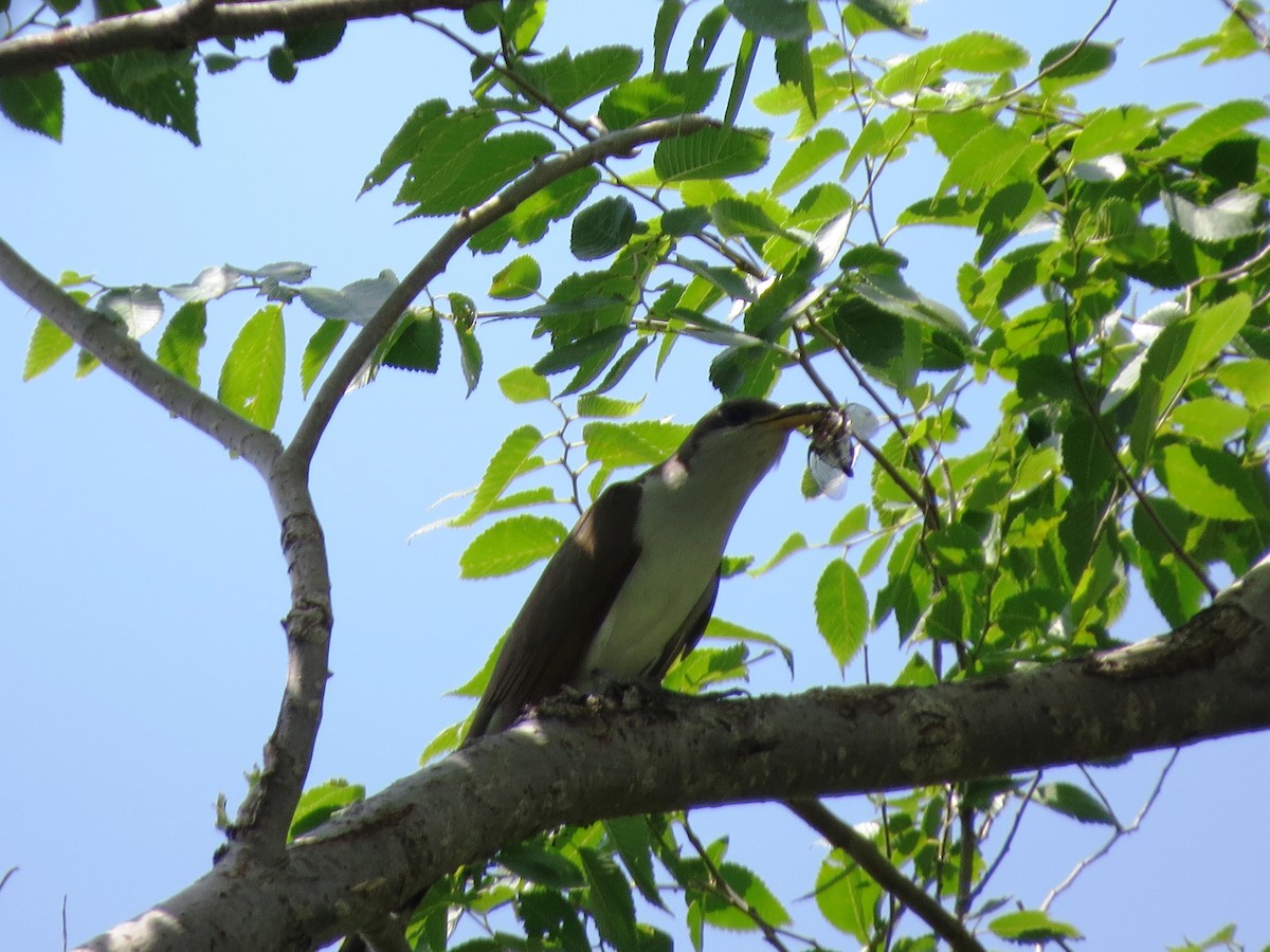 Yellow-billed Cuckoo - Ethan Maynard