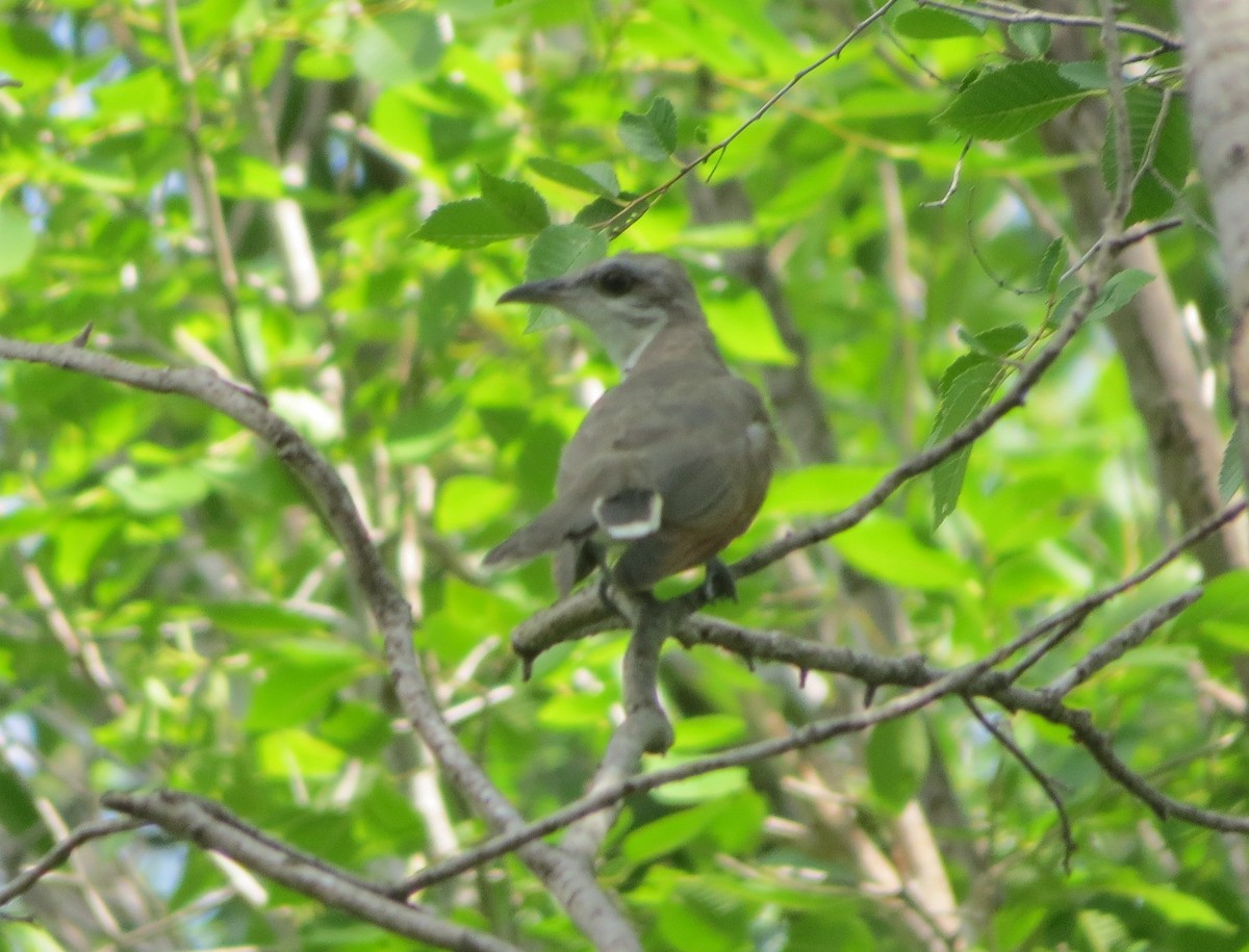 Yellow-billed Cuckoo - ML54191371