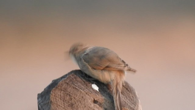 Plain-mantled Tit-Spinetail - ML541913741