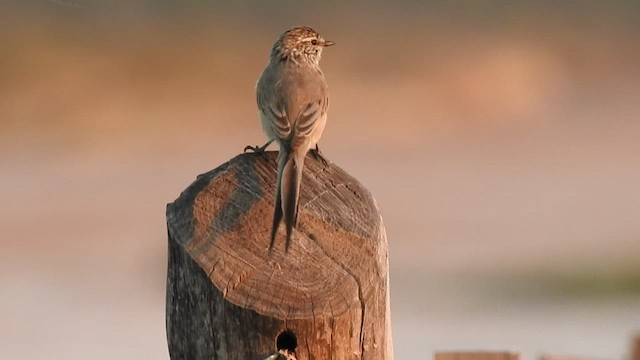 Plain-mantled Tit-Spinetail - ML541913751