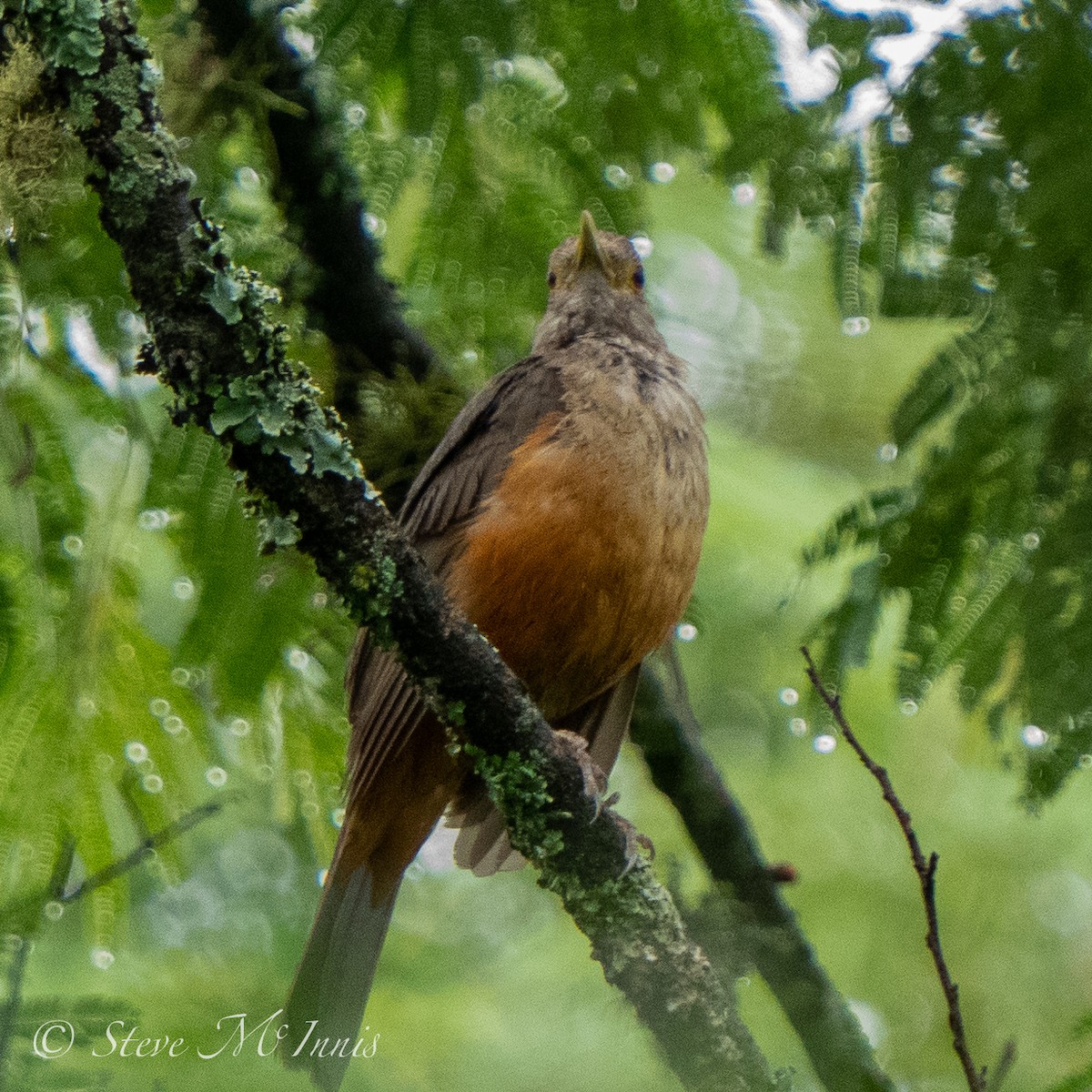 Rufous-bellied Thrush - Steve McInnis