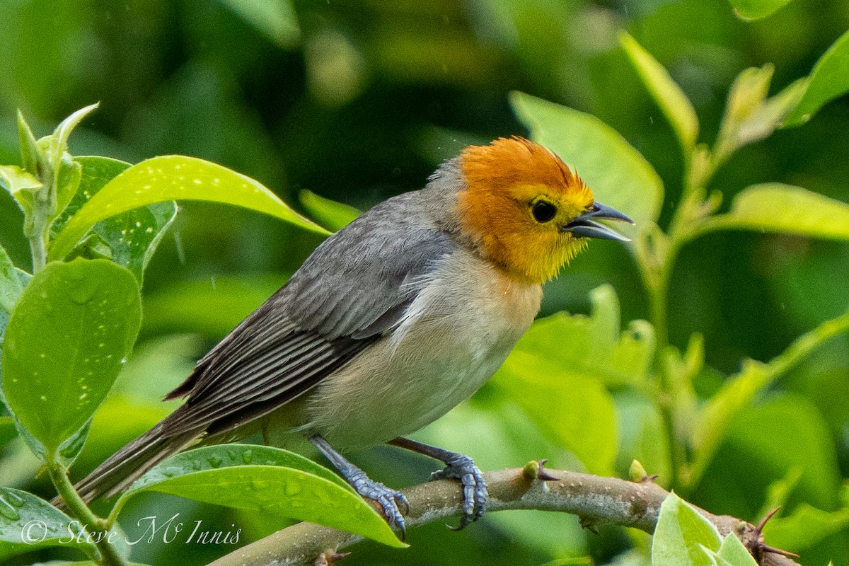 Orange-headed Tanager - Steve McInnis