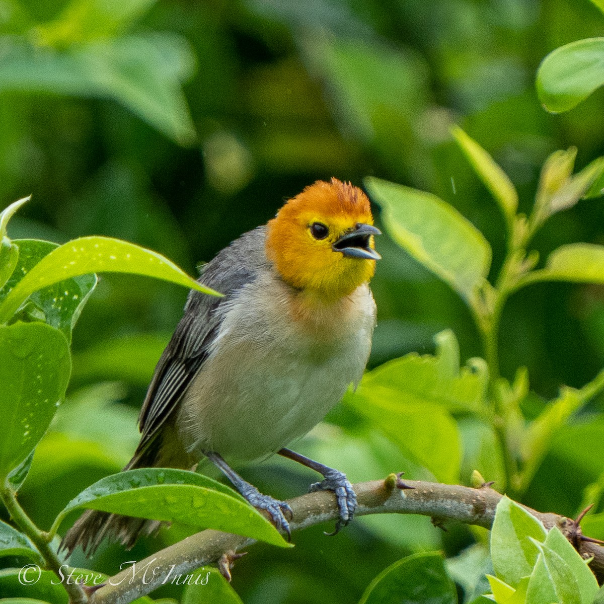 Orange-headed Tanager - Steve McInnis