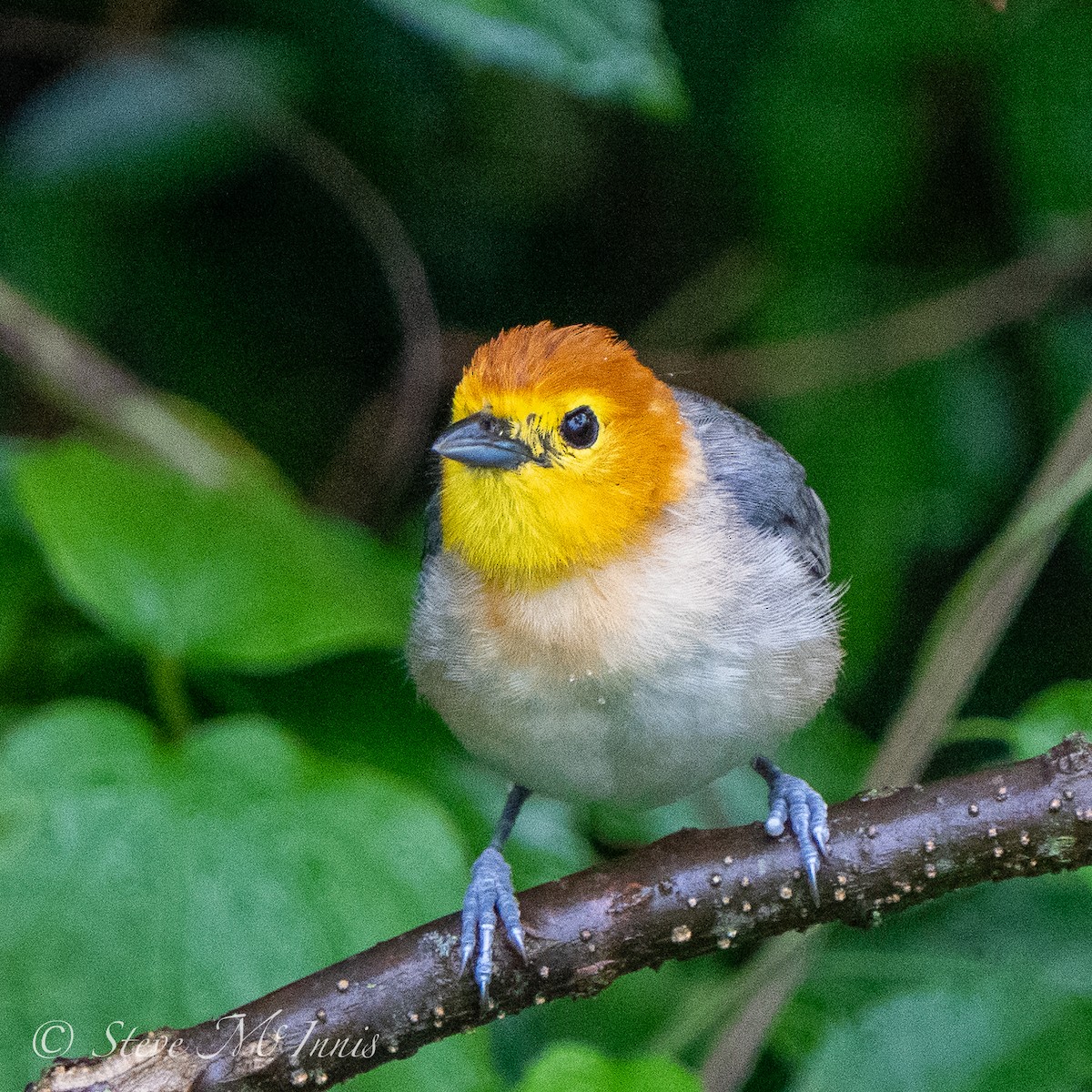 Orange-headed Tanager - ML541915211