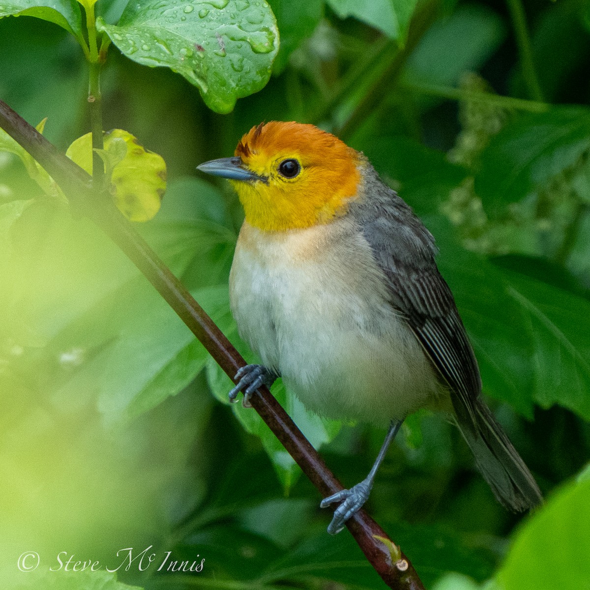 Orange-headed Tanager - Steve McInnis