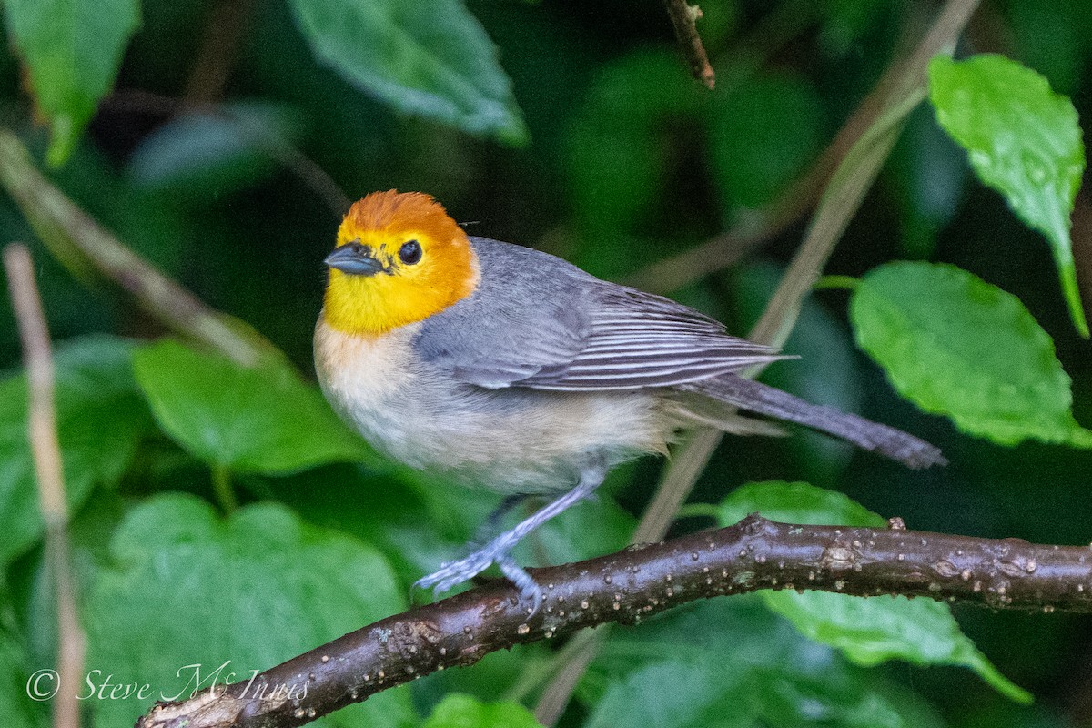 Orange-headed Tanager - Steve McInnis