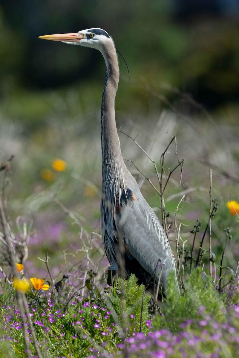 Great Blue Heron - ML541915891