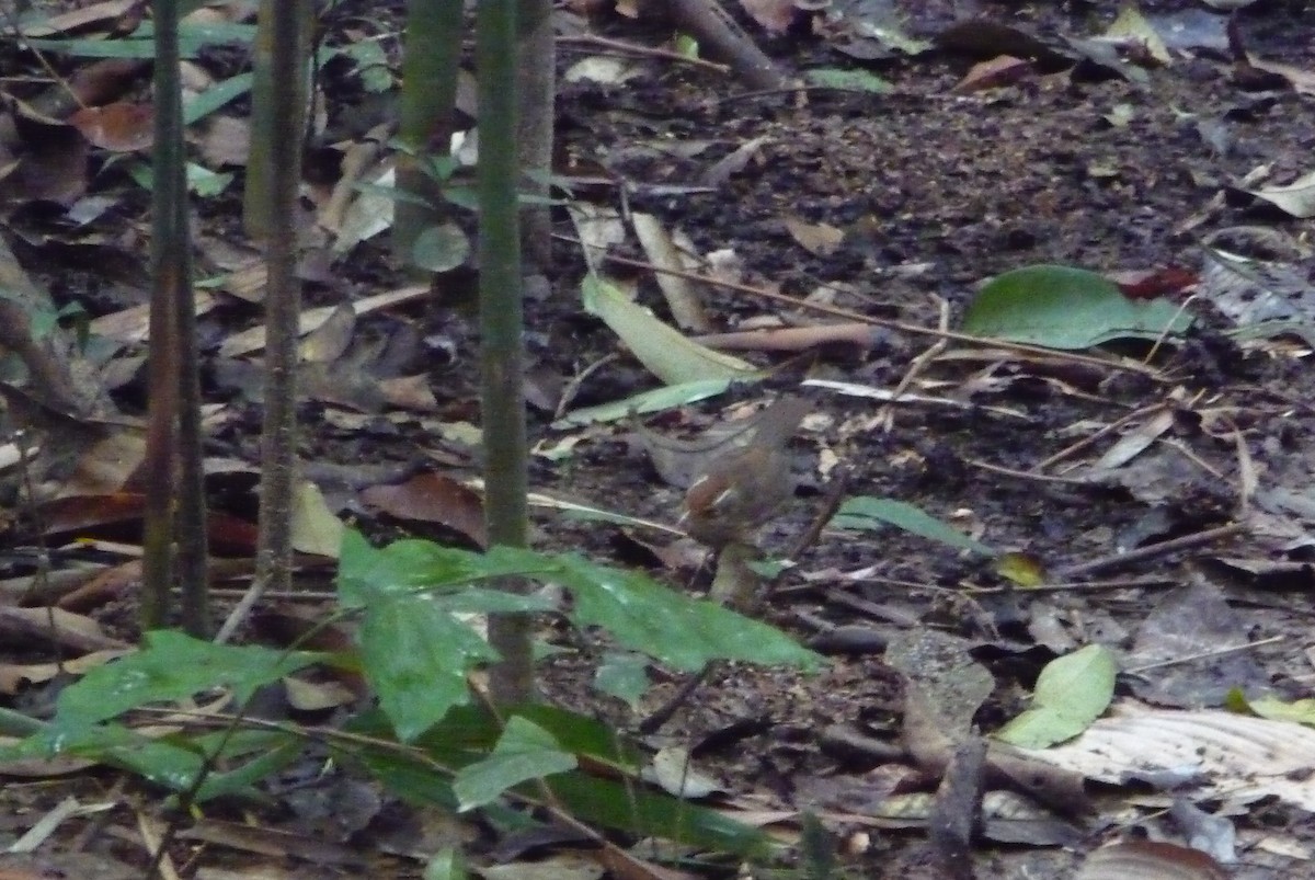 Gray-throated Babbler - ML541917231