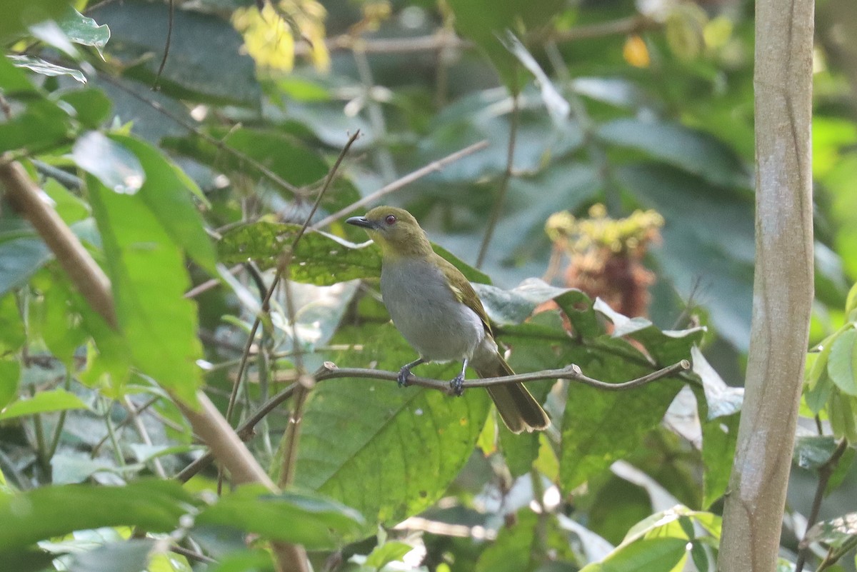 Yellow-necked Greenbul - ML541918091