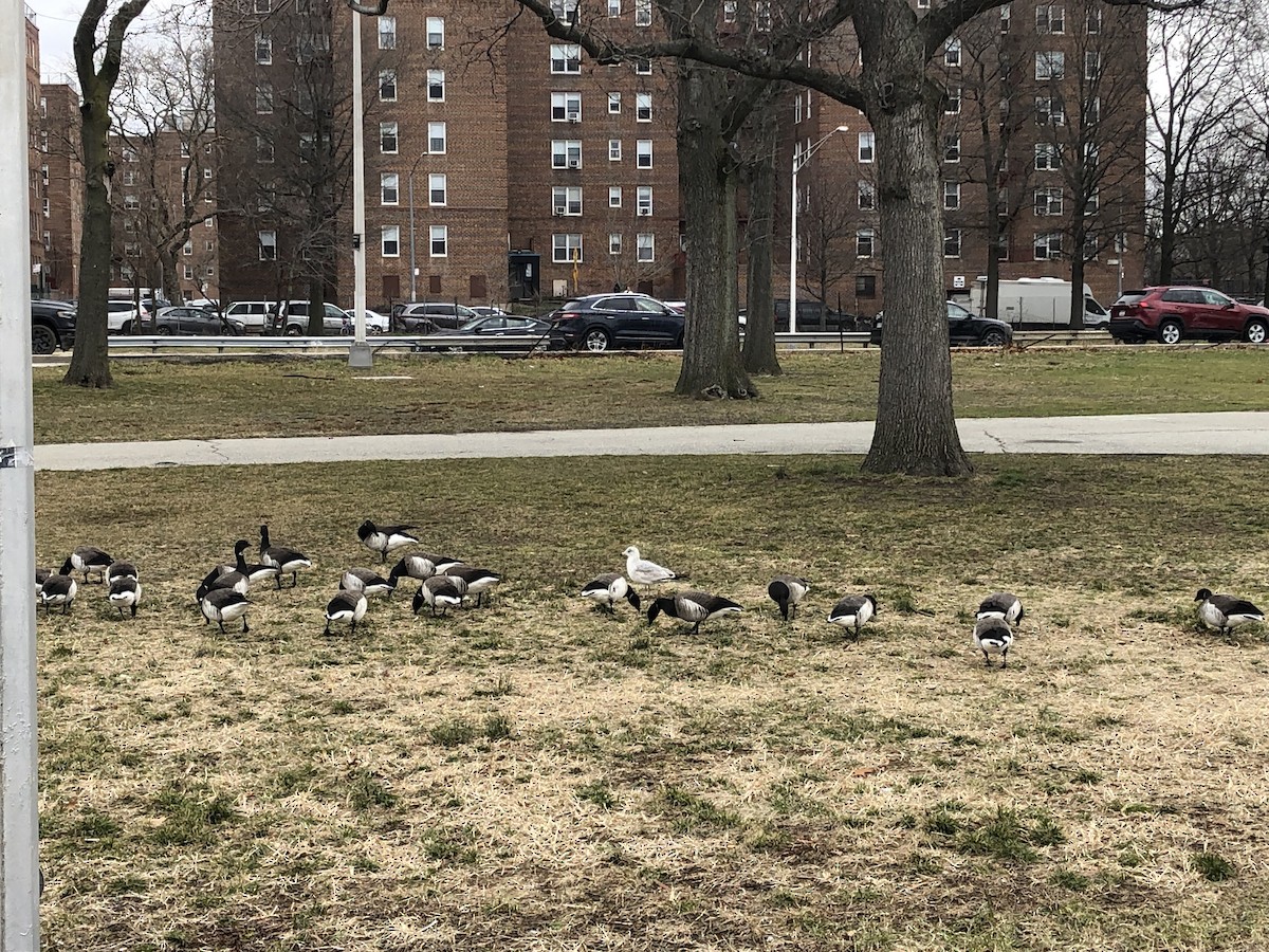 Brant (Atlantic) - ML541918421