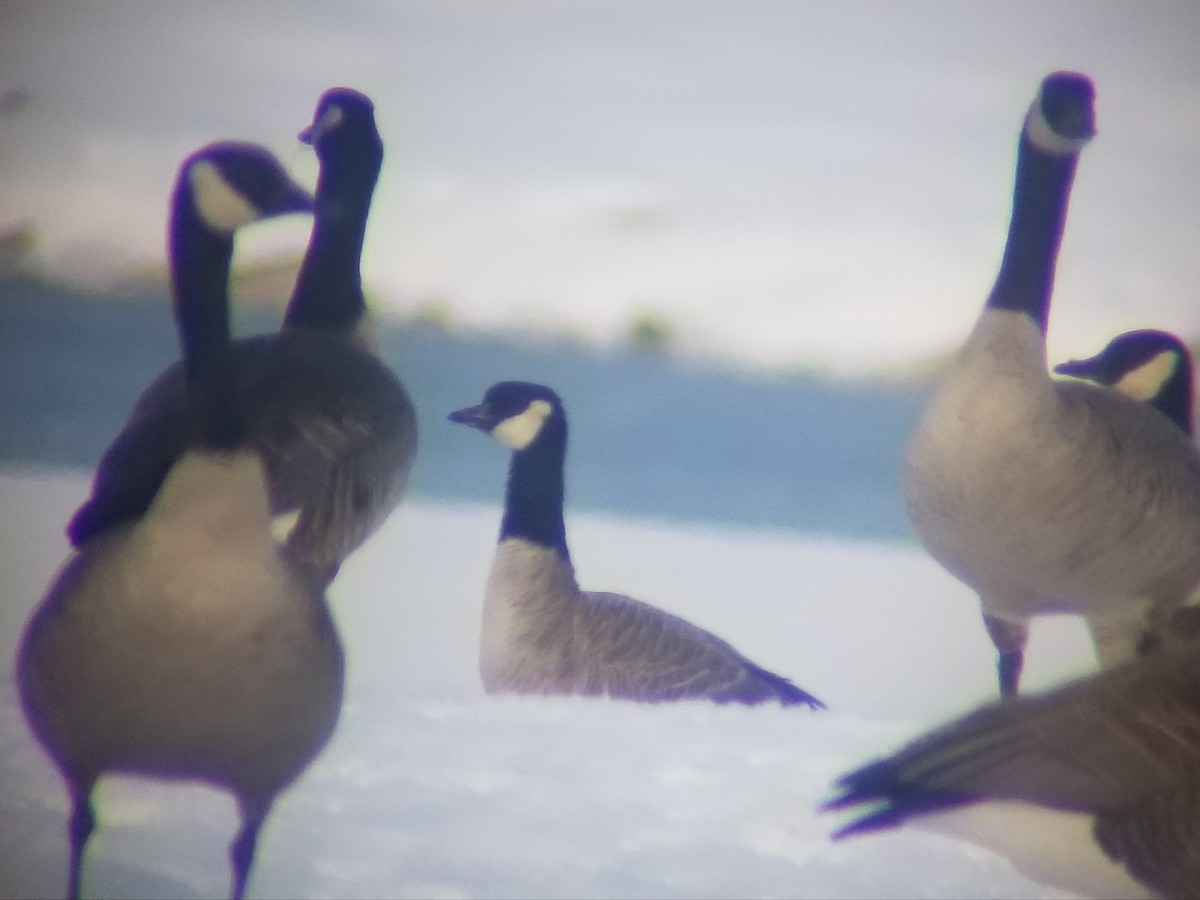 Branta kanadar txikia - ML541918771