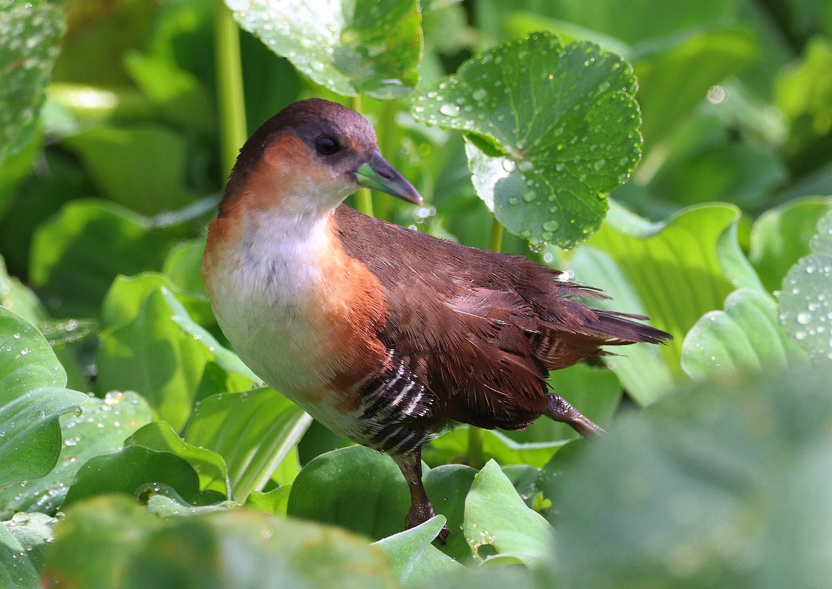 Rufous-sided Crake - Rodrigo Ferraz