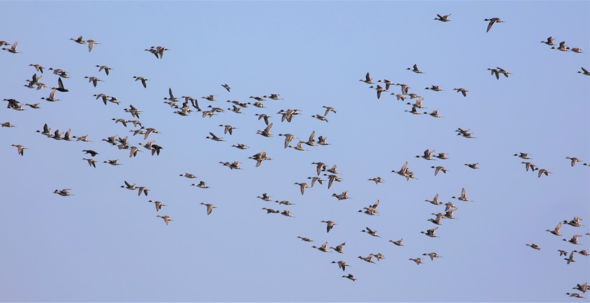 Northern Pintail - ML541920051