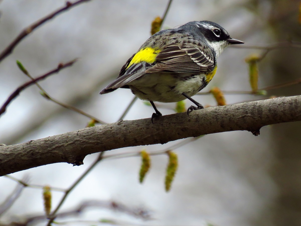 Yellow-rumped Warbler - Joan M Scharf