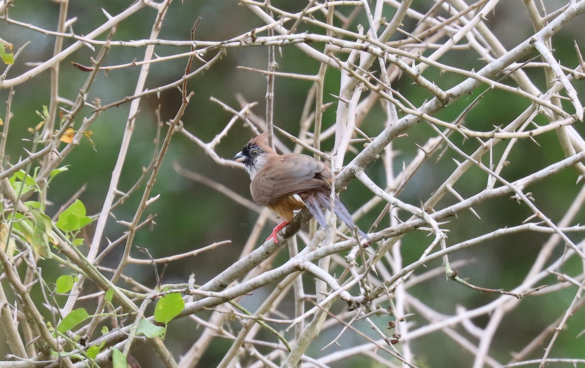 Red-backed Mousebird - ML541921491