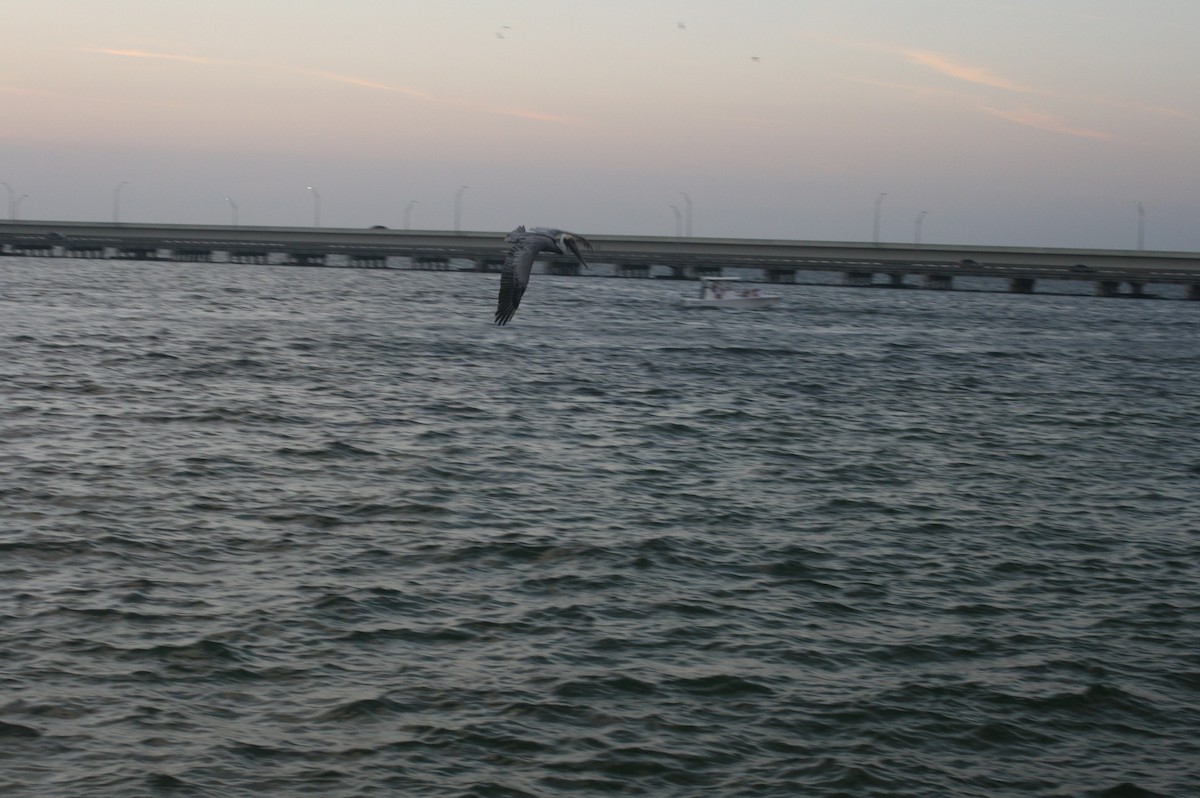 Brown Pelican - ML541921631