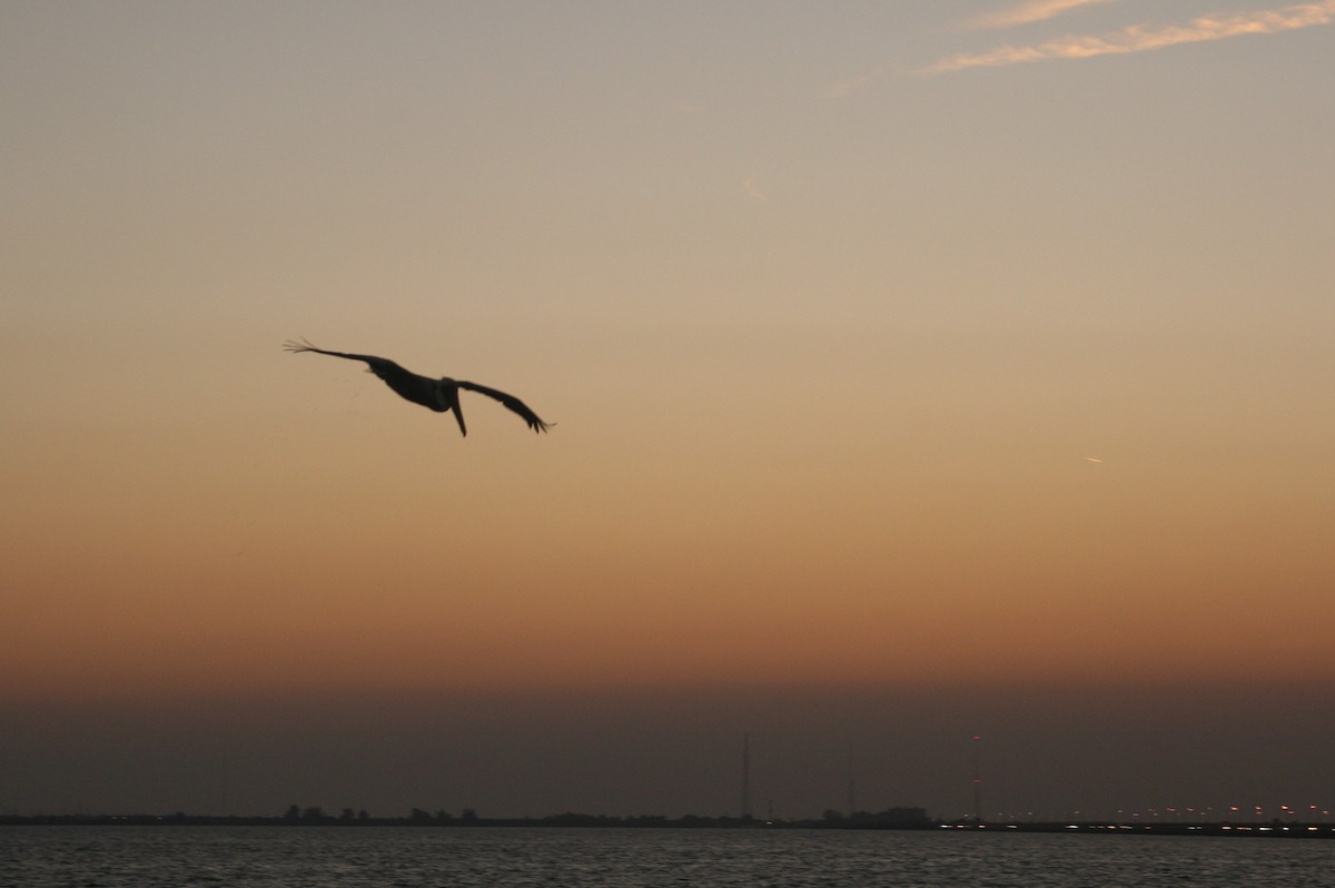 Brown Pelican - ML541921671