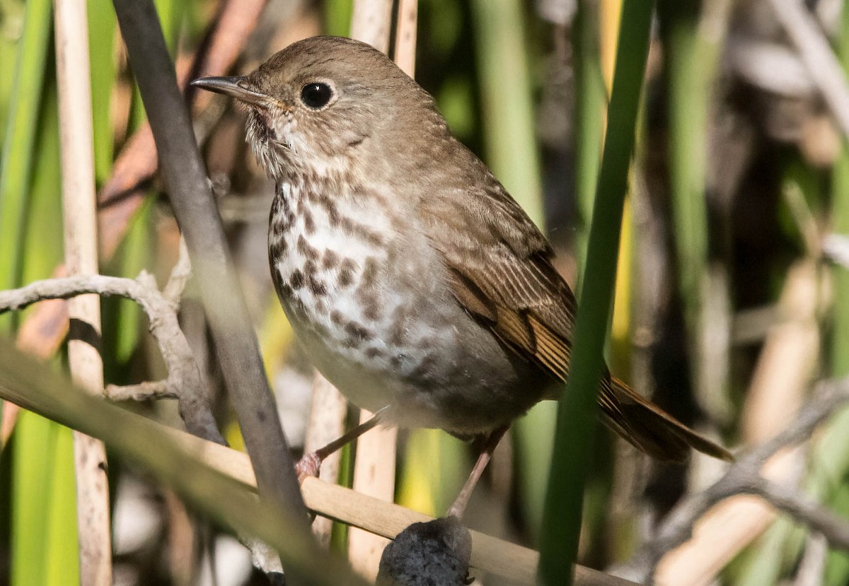 Hermit Thrush - ML541921811