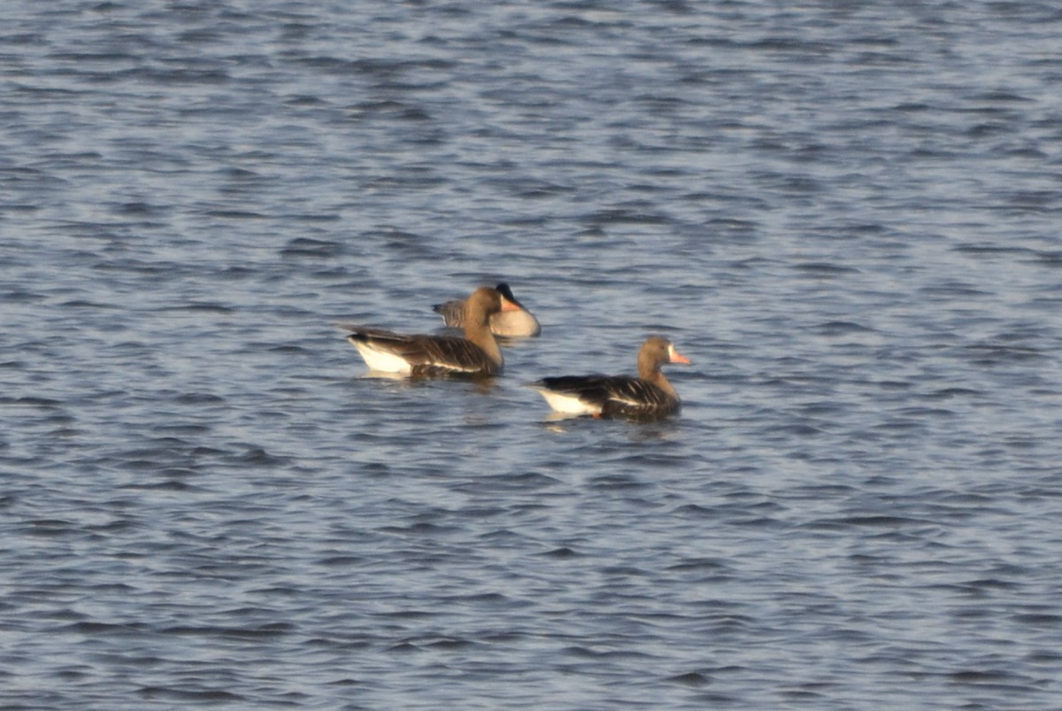 Greater White-fronted Goose - ML541922131