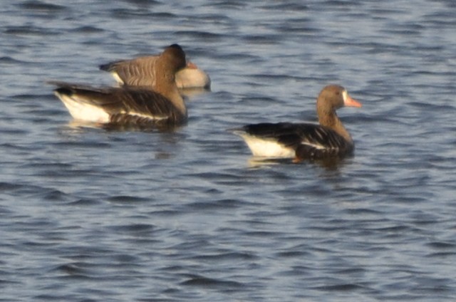 Greater White-fronted Goose - ML541922181