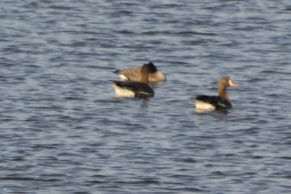 Greater White-fronted Goose - ML541922241
