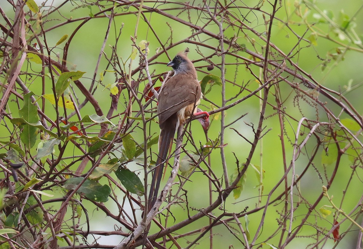 Red-backed Mousebird - ML541922701