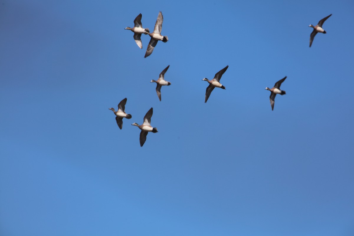 American Wigeon - ML541924171