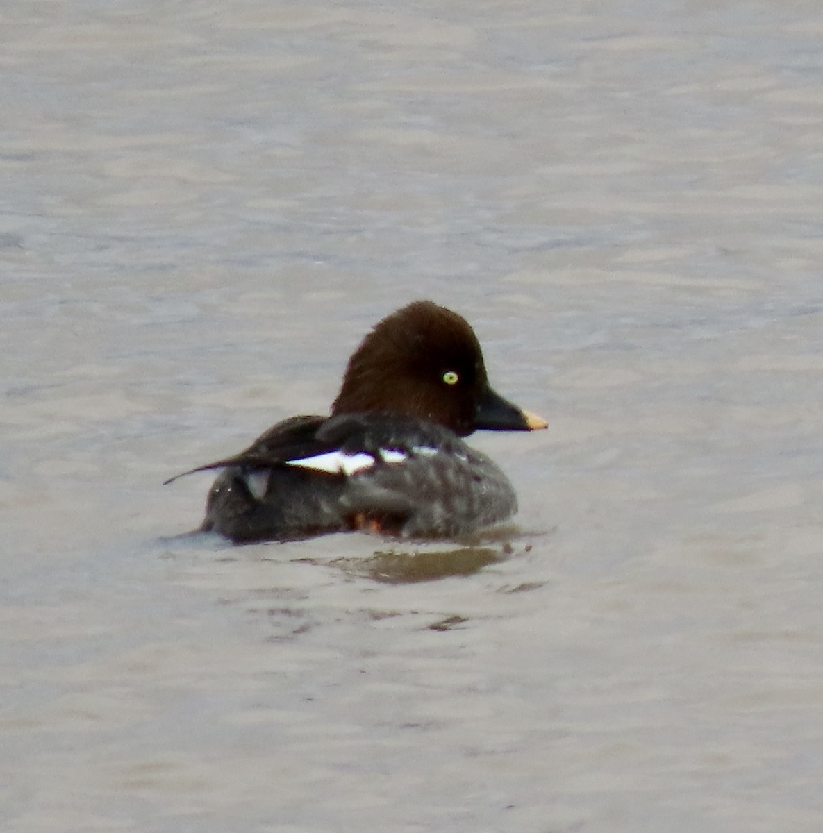 Common Goldeneye - ML541927351